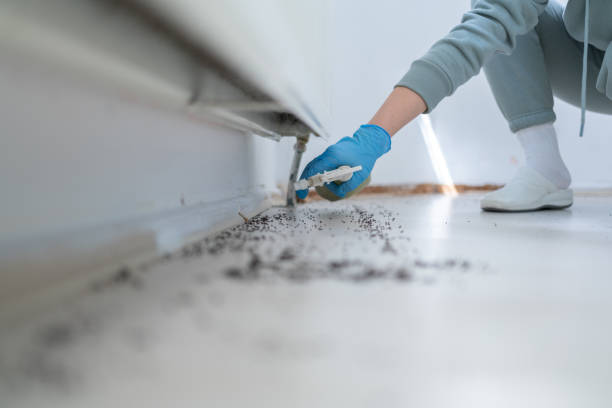 Best Termite Control Services  in Bayshore, NC